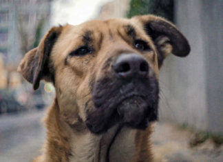 Primăria Mediaş ar putea plăti daune de 17.000 de euro după ce o fetiţă de 10 ani a fost muşcată de un câine fără stăpân în timp ce se întorcea de la şcoală