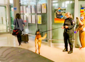 Primul caz în care un câine-polițist a depistat trei persoane infectate cu COVID