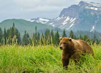 Bărbat rănit de urs pe un câmp din județul Sibiu