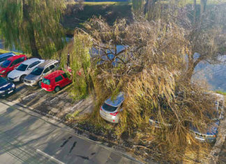 O salcie roasă de castori a căzut peste patru mașini, în municipiul Sibiu