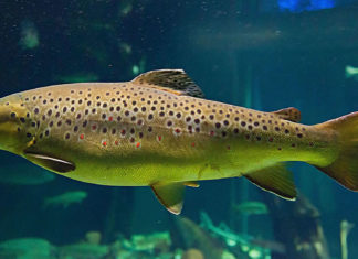 700.000 de păstrăvi vor fi sacrificați în Sibiu