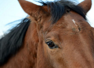 Un tren care venea de la Caracal a fost oprit pentru salvarea unui cal rămas blocat pe șinele căii ferate