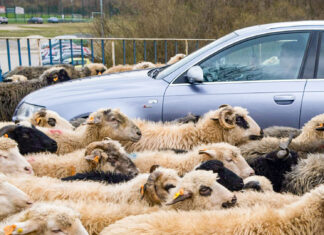 Cetățean străin, reținut în Sibiu pentru uciderea și rănirea cu intenție a animalelor