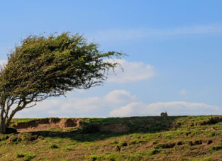 Cod galben de vânt în Dobrogea și Sibiu