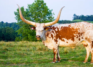 Animale noi la Zoo Sibiu: o vacă Watusi și un exemplar din cea mai mare specie de bufnițe din Europa