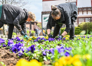 Plantările de primăvară sunt în curs în Sibiu, anunță primăria