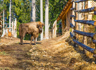 Doisprezece zimbri aduşi din Suedia, Germania şi Slovacia vor fi eliberaţi în Munţii Făgăraş