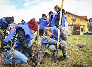 3.700 de arbori plantați în cartierul Tineretului