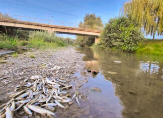 Poluare pe râul Avrig: beton de pe șantierul autostrăzii Sibiu – Făgăraș a ucis peștii